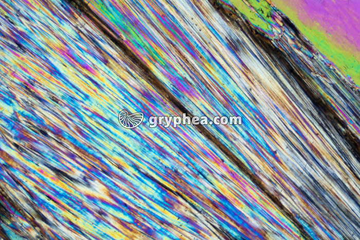 Gypse LPA x10 - gryphea.com